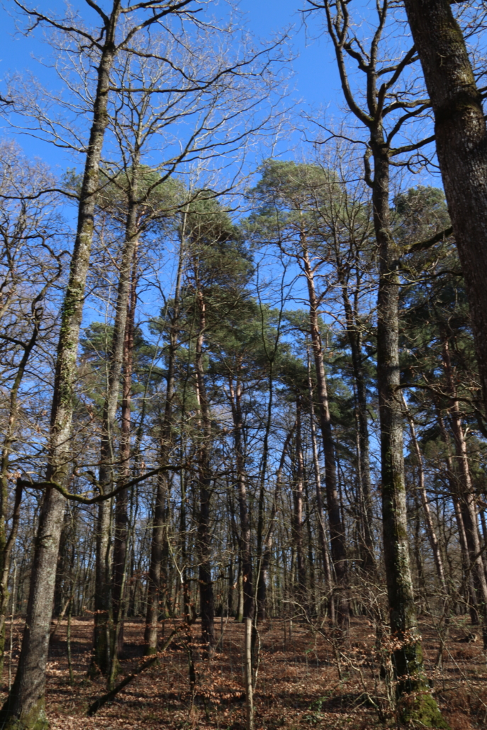 De la forêt au bois ( Forêt & Scierie ) on Vimeo